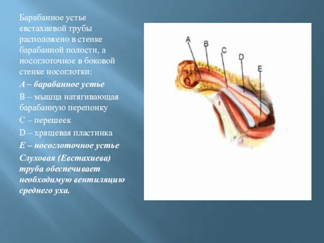 Барабанное устье евстахиевой трубы расположено в стенке барабанной полости, а носоглоточное в боковой