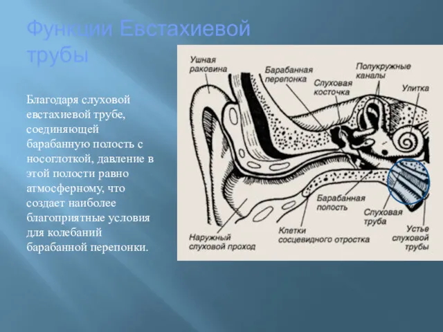 Функции Евстахиевой трубы Благодаря слуховой евстахиевой трубе, соединяющей барабанную полость
