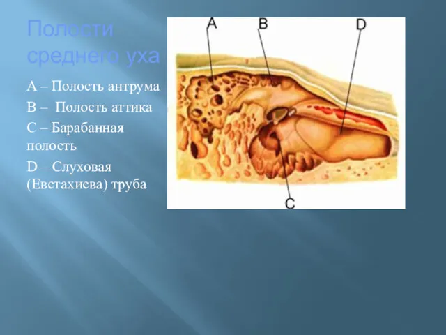 Полости среднего уха A – Полость антрума B – Полость аттика C –