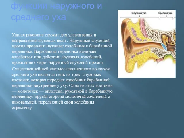 функции наружного и среднего уха Ушная раковина служит для улавливания и направления звуковых