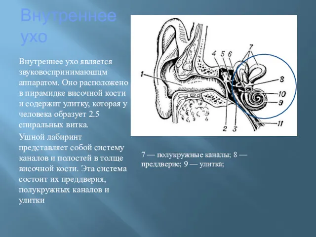 Внутреннее ухо Внутреннее ухо является звуковоспринимаюшцм аппаратом. Оно расположено в пирамидке височной кости