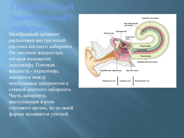 Перепончатый (мембранный) лабиринт Мембранный лабиринт расположен внутри полой системы костного