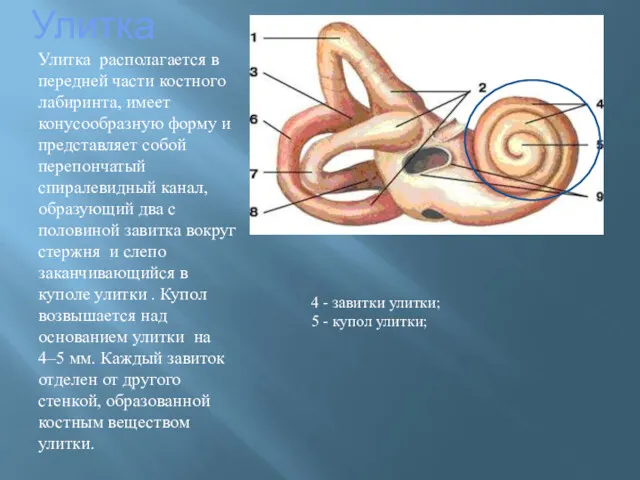 Улитка Улитка располагается в передней части костного лабиринта, имеет конусообразную