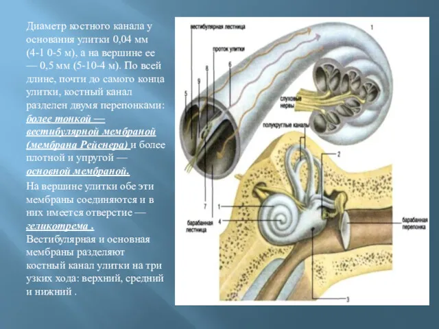 Диаметр костного канала у основания улитки 0,04 мм (4-1 0-5
