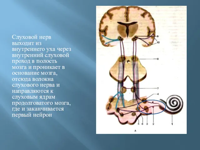 Слуховой нерв выходит из внутреннего уха через внутренний слуховой проход в полость мозга