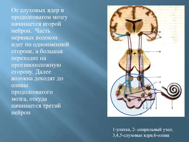 От слуховых ядер в продолговатом мозгу начинается второй нейрон. Часть нервных волокон идет