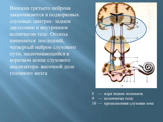 Волокна третьего нейрона заканчиваются в подкорковых слуховых центрах- заднем двухолмии и внутреннем коленчатом