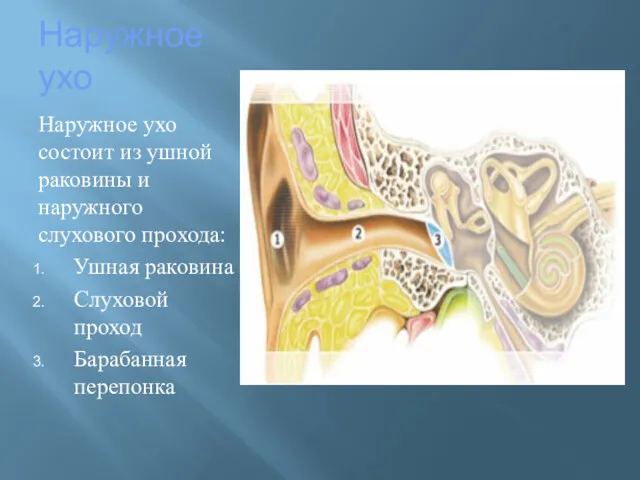 Наружное ухо Наружное ухо состоит из ушной раковины и наружного слухового прохода: Ушная