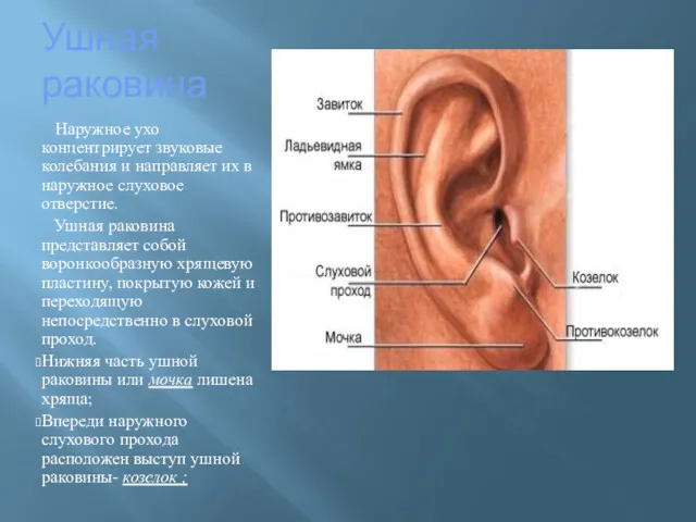 Ушная раковина Наружное ухо концентрирует звуковые колебания и направляет их