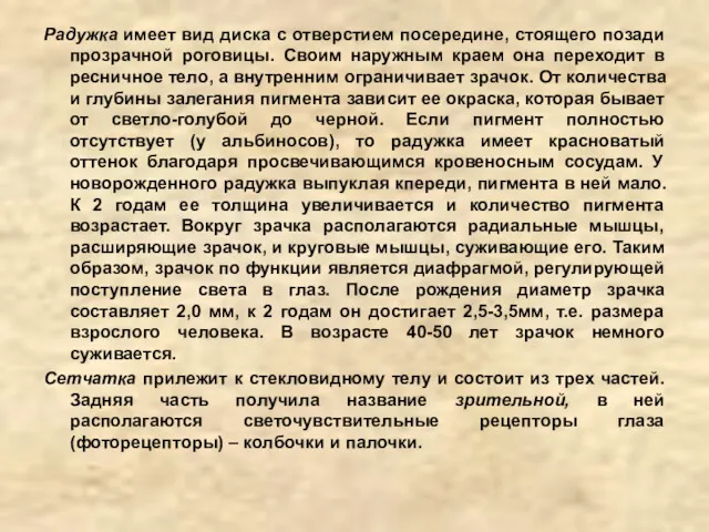 Радужка имеет вид диска с отверстием посередине, стоящего позади прозрачной