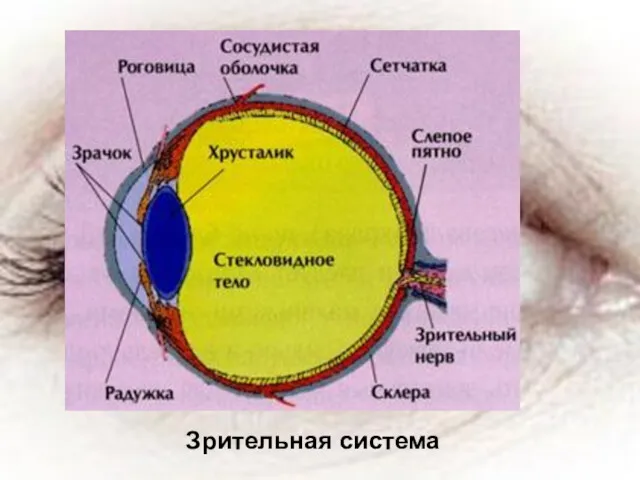 Зрительная система