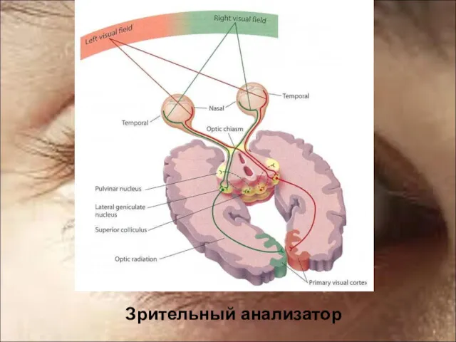 Зрительный анализатор