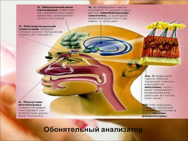 Обонятельный анализатор