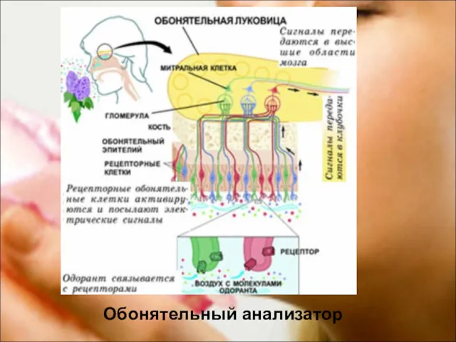 Обонятельный анализатор