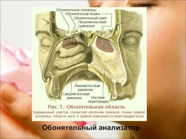 Обонятельный анализатор