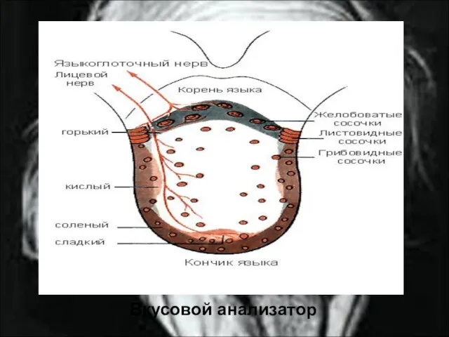 Вкусовой анализатор