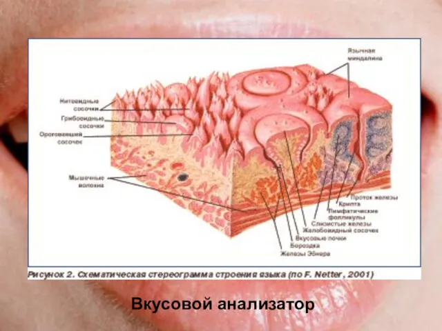 Вкусовой анализатор