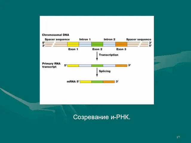 Созревание и-РНК.