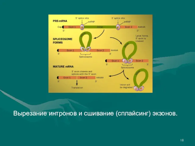 Вырезание интронов и сшивание (сплайсинг) экзонов.