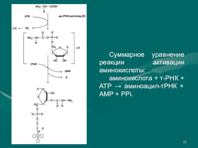 Суммарное уравнение реакции активации аминокислоты: аминокислота + т-РНК + ATP → аминоацил-тРНК + AMP + PPi.