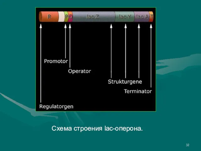 Схема строения lac-оперона.