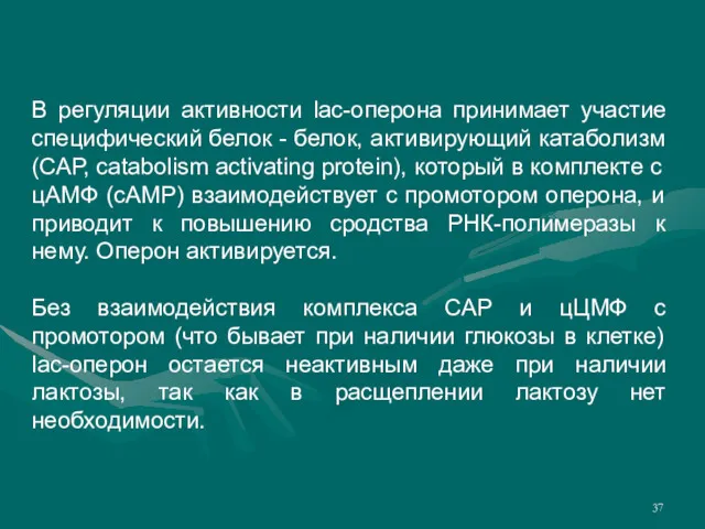 В регуляции активности lac-оперона принимает участие специфический белок - белок,