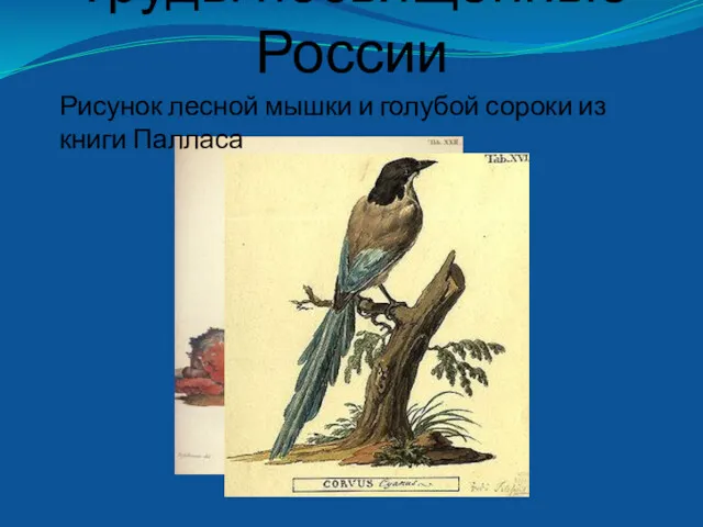 Труды посвященные России Рисунок лесной мышки и голубой сороки из книги Палласа