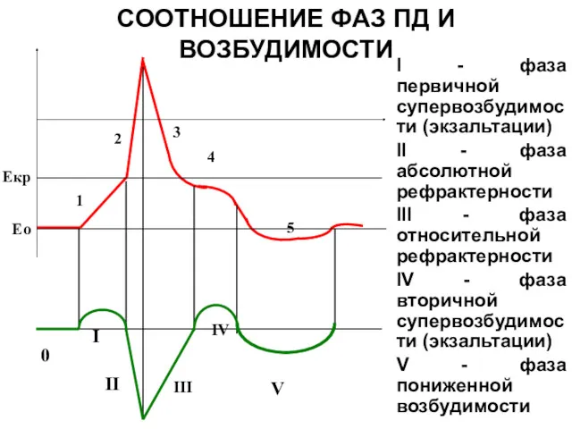 СООТНОШЕНИЕ ФАЗ ПД И ВОЗБУДИМОСТИ I - фаза первичной супервозбудимости