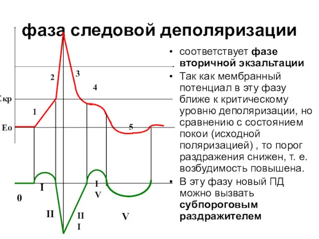 фаза следовой деполяризации соответствует фазе вторичной экзальтации Так как мембранный