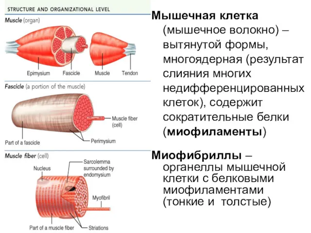 Мышечная клетка (мышечное волокно) – вытянутой формы, многоядерная (результат слияния