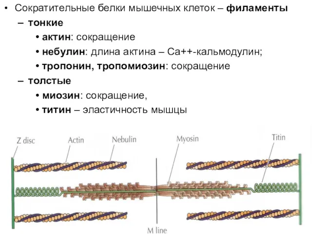 Сократительные белки мышечных клеток – филаменты тонкие актин: сокращение небулин: