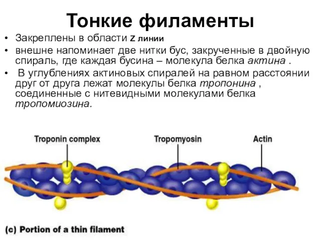 Тонкие филаменты Закреплены в области Z линии внешне напоминает две