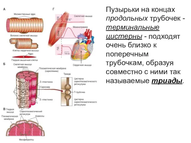 Пузырьки на концах продольных трубочек - терминальные цистерны - подходят