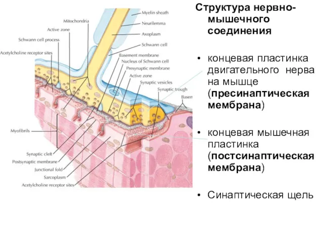 Структура нервно-мышечного соединения концевая пластинка двигательного нерва на мышце (пресинаптическая