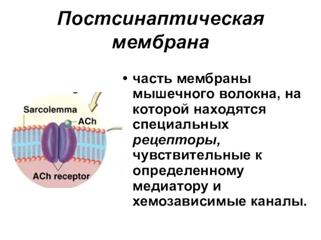 Постсинаптическая мембрана часть мембраны мышечного волокна, на которой находятся специальных