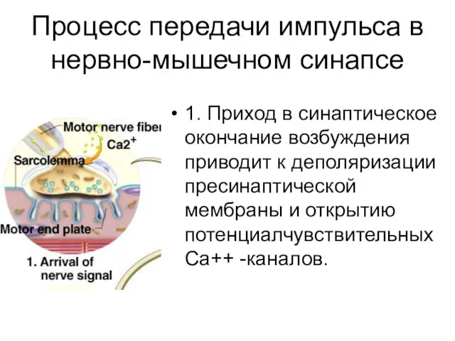 Процесс передачи импульса в нервно-мышечном синапсе 1. Приход в синаптическое