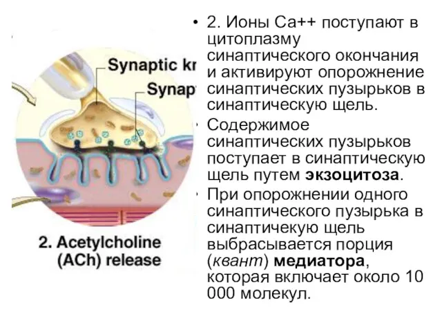 2. Ионы Са++ поступают в цитоплазму синаптического окончания и активируют