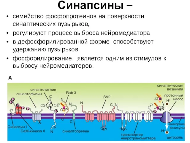 Синапсины – семейство фосфопротеинов на поверхности синаптических пузырьков, регулируют процесс