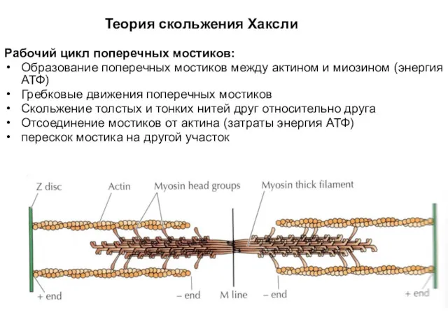 Теория скольжения Хаксли Рабочий цикл поперечных мостиков: Образование поперечных мостиков