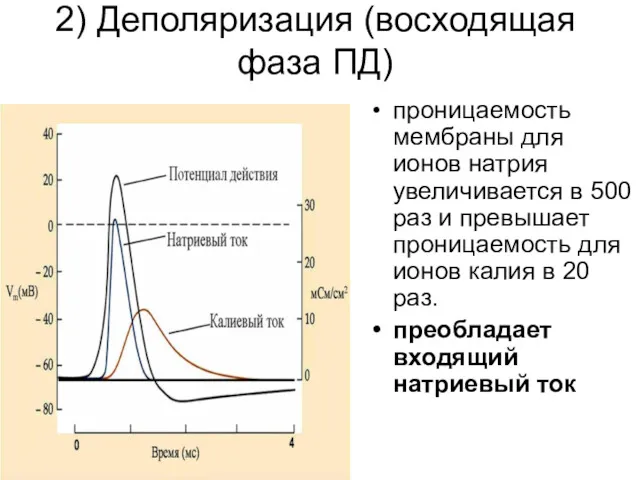 2) Деполяризация (восходящая фаза ПД) проницаемость мембраны для ионов натрия