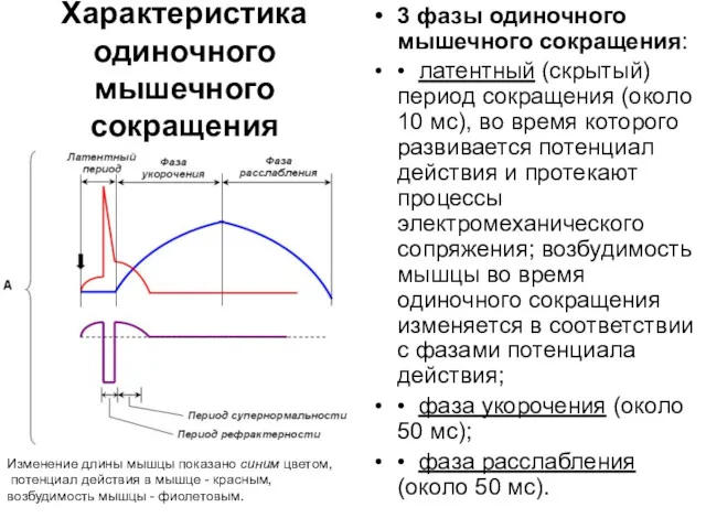 Характеристика одиночного мышечного сокращения Изменение длины мышцы показано синим цветом,