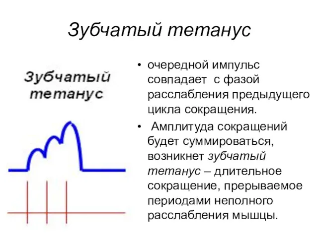 Зубчатый тетанус очередной импульс совпадает с фазой расслабления предыдущего цикла