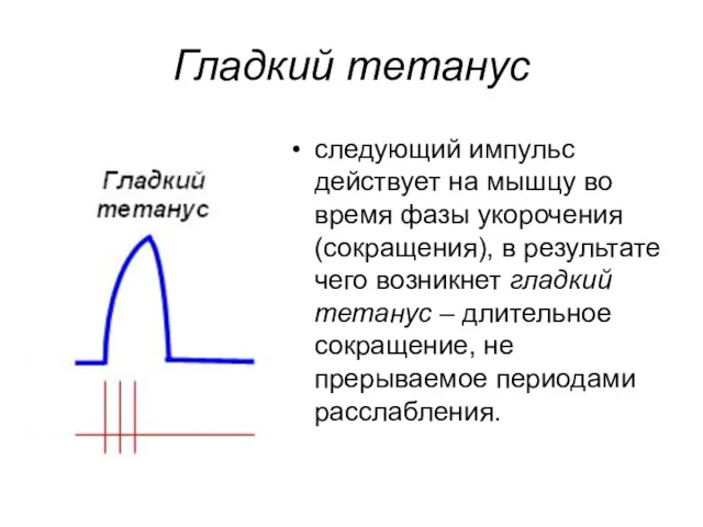 Гладкий тетанус следующий импульс действует на мышцу во время фазы