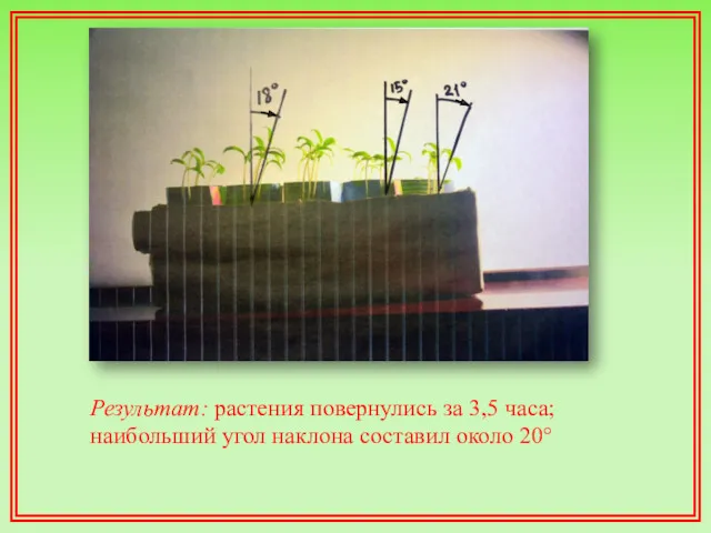 Результат: растения повернулись за 3,5 часа; наибольший угол наклона составил около 20°