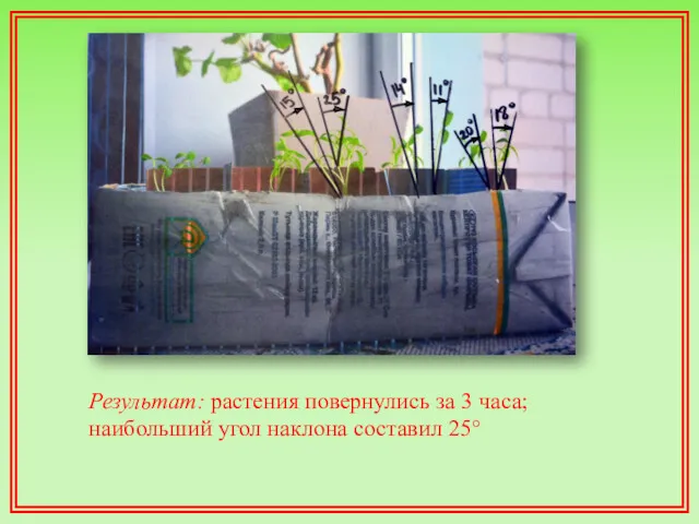 Результат: растения повернулись за 3 часа; наибольший угол наклона составил 25°