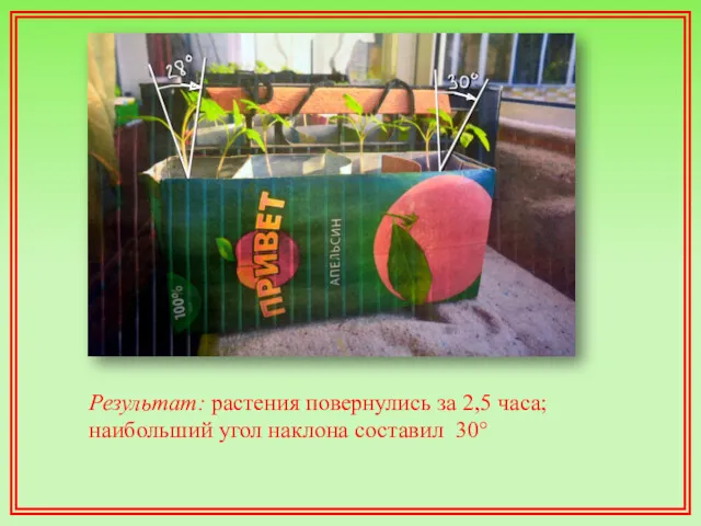 Результат: растения повернулись за 2,5 часа; наибольший угол наклона составил 30°