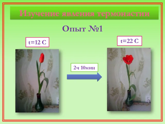 Изучение явления термонастии Опыт №1 2ч 10мин t=22 C t=12 C