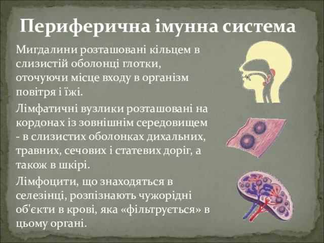 Мигдалини розташовані кільцем в слизистій оболонці глотки, оточуючи місце входу