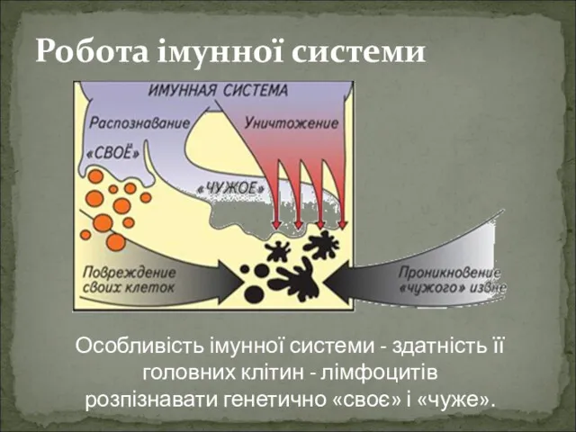 Робота імунної системи Особливість імунної системи - здатність її головних