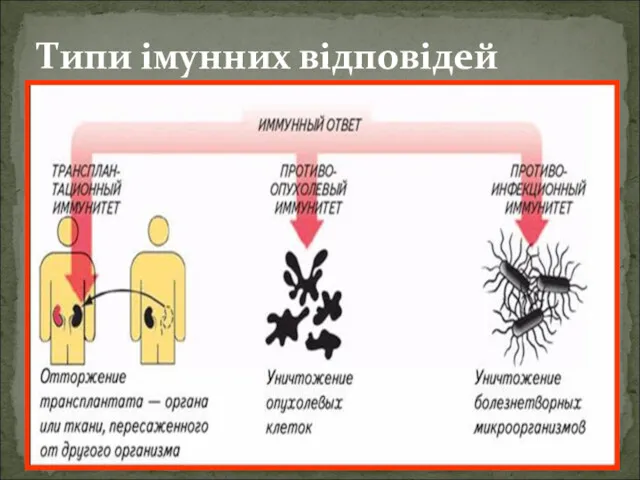 Типи імунних відповідей